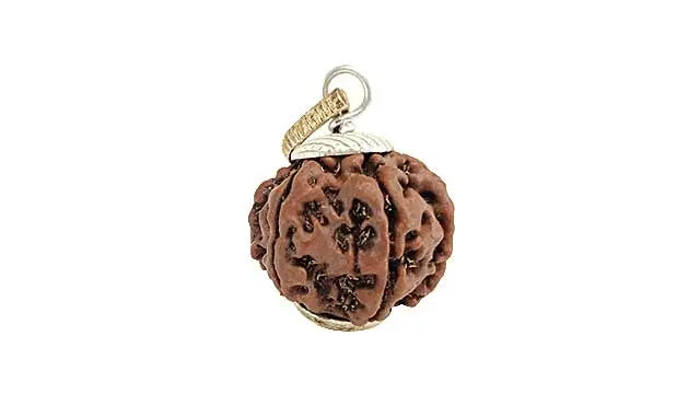 7 Mukhi Rudraksha