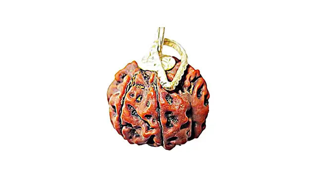 6 Mukhi Rudraksha