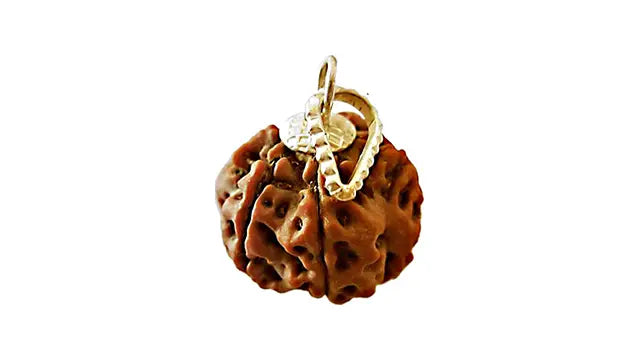 6 Mukhi Rudraksha