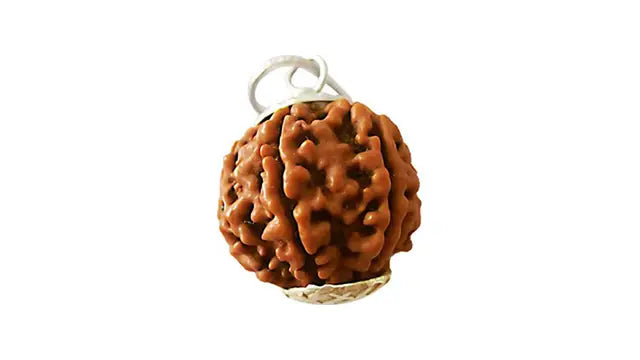 6 Mukhi Rudraksha