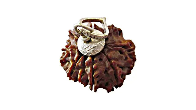 8 Mukhi Rudraksha