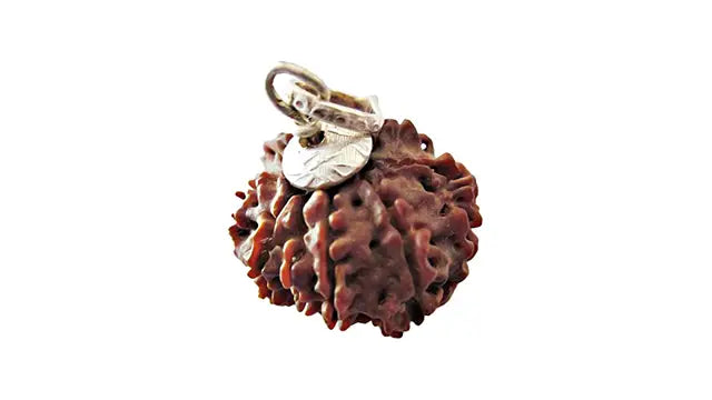 8 Mukhi Rudraksha