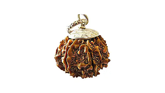 9 Mukhi Rudraksha