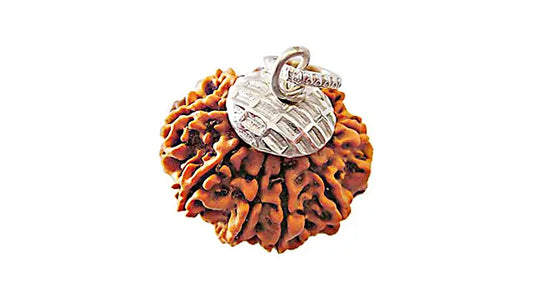 10 Mukhi Rudraksha