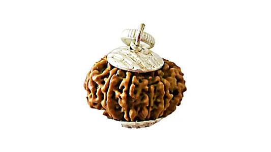 10 Mukhi Rudraksha