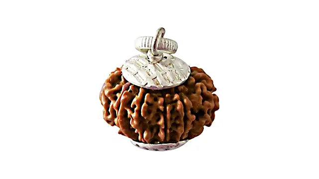 10 Mukhi Rudraksha