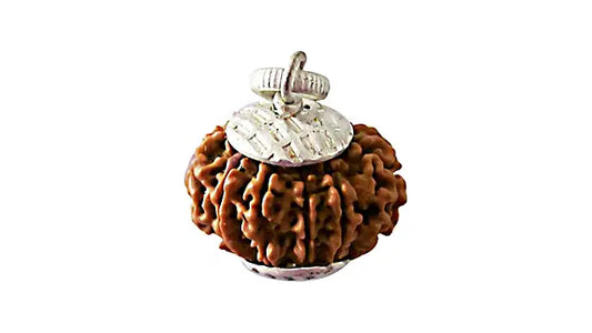 10 Mukhi Rudraksha