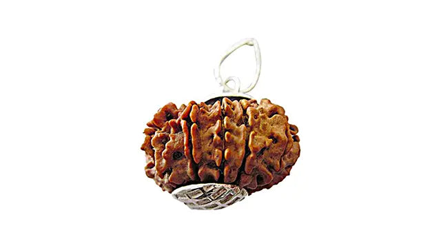 11 Mukhi Rudraksha