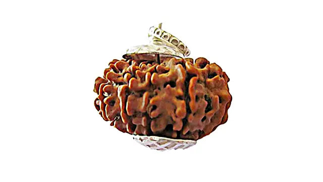 11 Mukhi Rudraksha