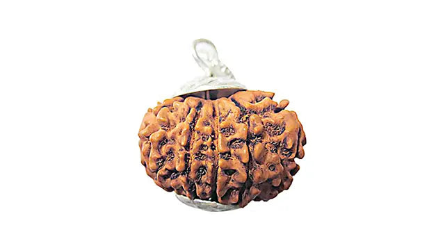 12 Mukhi Rudraksha