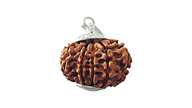 12 Mukhi Rudraksha