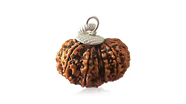 13 Mukhi Rudraksha