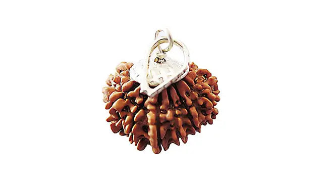 13 Mukhi Rudraksha