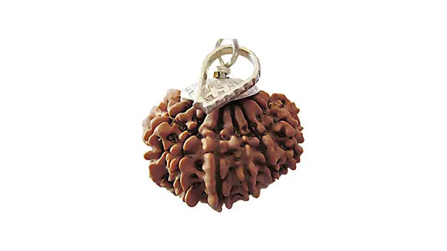 13 Mukhi Rudraksha