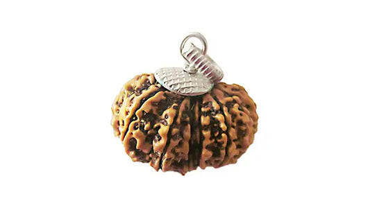 13 Mukhi Rudraksha