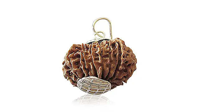 14 Mukhi Rudraksha