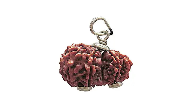 9 Mukhi Gauri Shankar Rudraksha