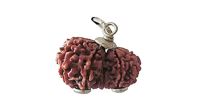 9 Mukhi Gauri Shankar Rudraksha