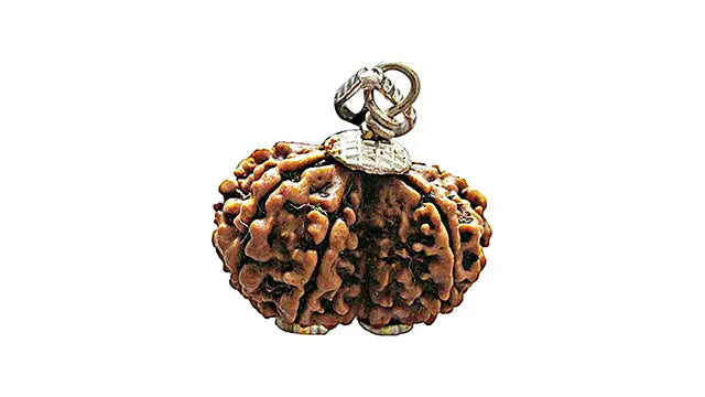 9 Mukhi Gauri Shankar Rudraksha