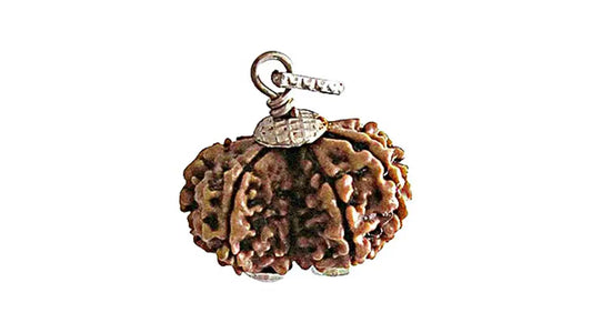 9 Mukhi Gauri Shankar Rudraksha