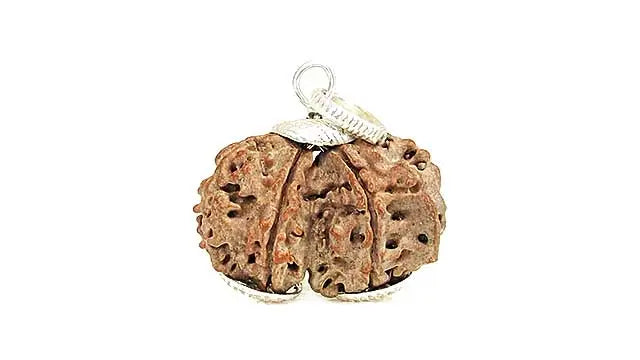 9 Mukhi Gauri Shankar Rudraksha