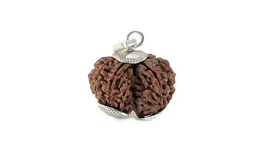 9 Mukhi Gauri Shankar Rudraksha