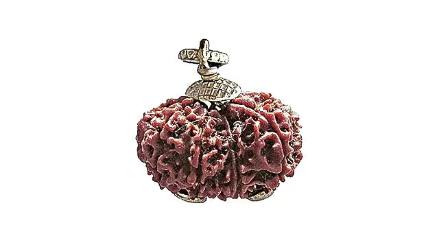 10 Mukhi Gauri Shankar Rudraksha