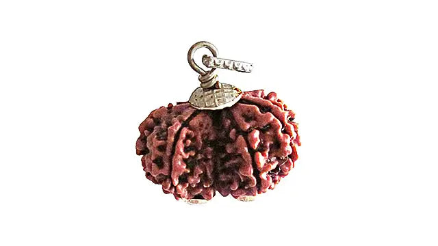 10 Mukhi Gauri Shankar Rudraksha