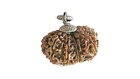 10 Mukhi Gauri Shankar Rudraksha