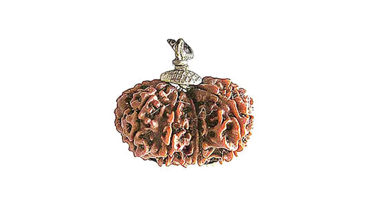 10 Mukhi Gauri Shankar Rudraksha