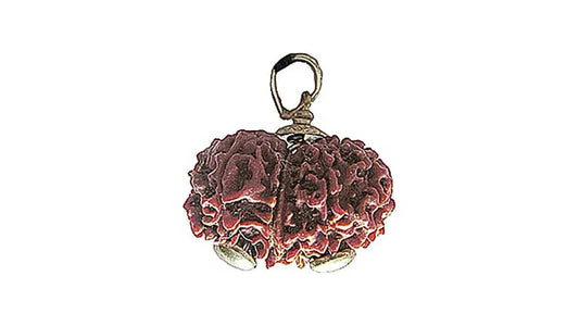 10 Mukhi Gauri Shankar Rudraksha