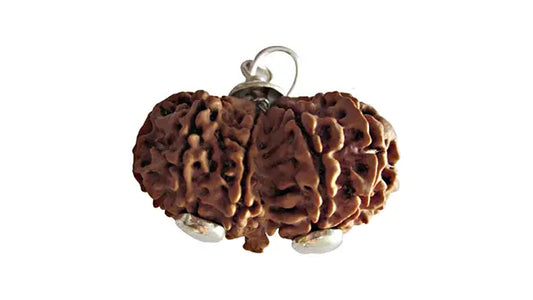 11 Mukhi Gauri Shankar Rudraksha
