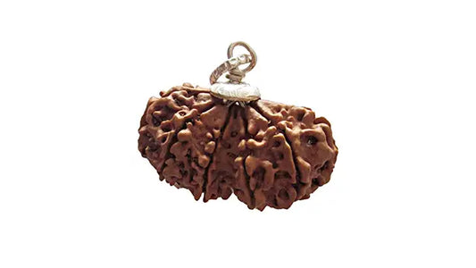 11 Mukhi Gauri Shankar Rudraksha