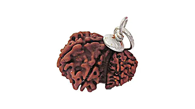 Garbh Gauri Rudraksha