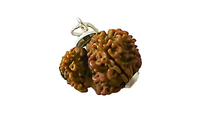 Garbh Gauri Rudraksha