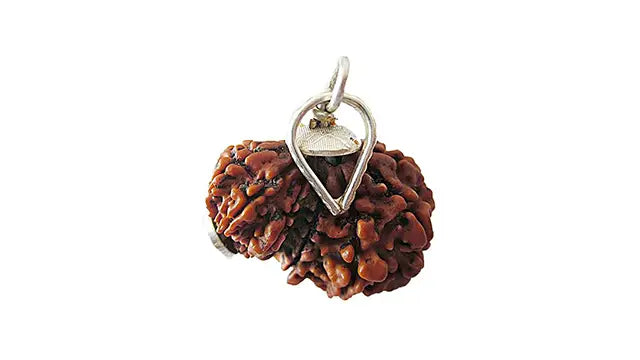 Garbh Gauri Rudraksha