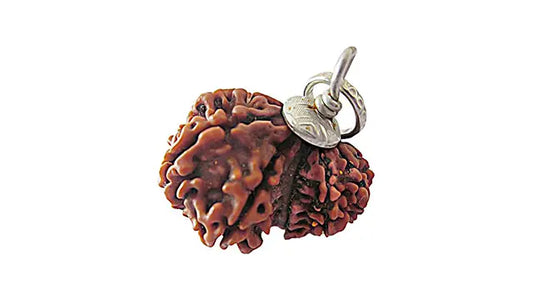 Garbh Gauri Rudraksha