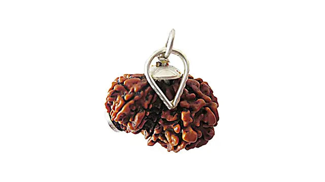 Garbh Gauri Rudraksha