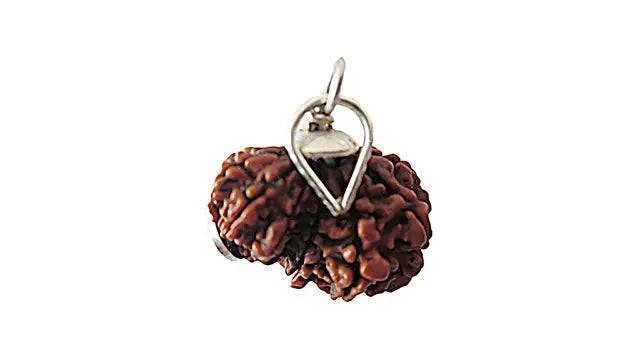 Garbh Gauri Rudraksha