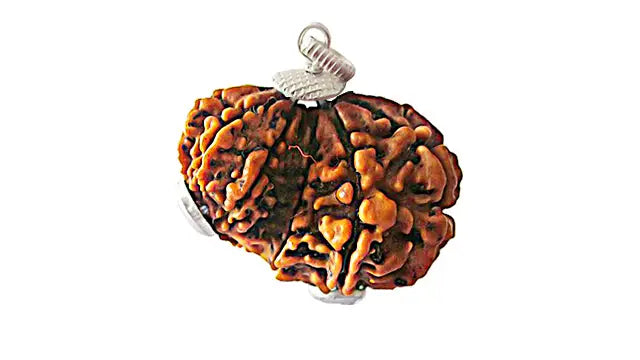 Garbh Gauri Rudraksha