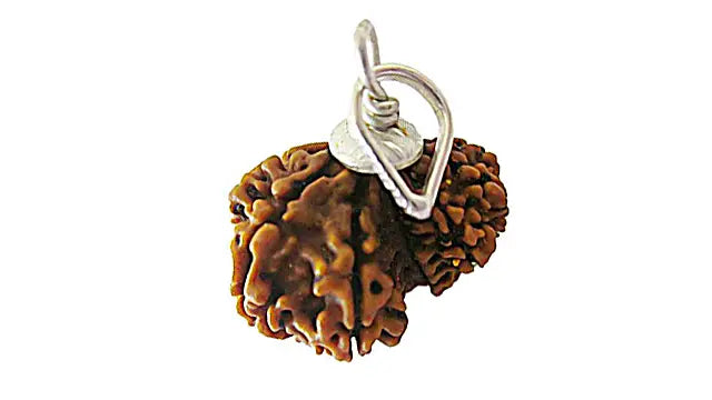 Garbh Gauri Rudraksha