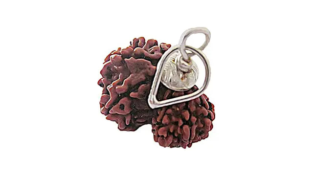 Garbh Gauri Rudraksha