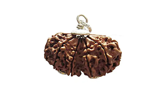 12 Mukhi Gauri Shankar Rudraksha