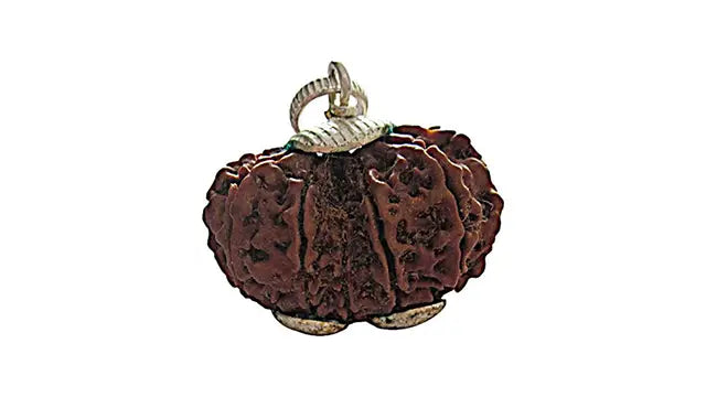 12 Mukhi Gauri Shankar Rudraksha