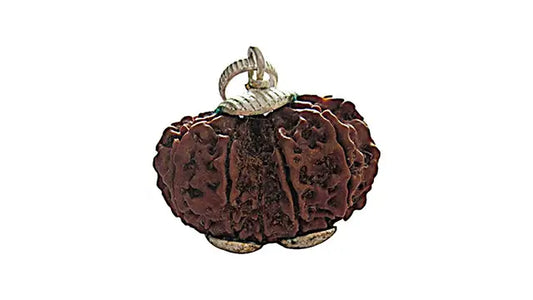 12 Mukhi Gauri Shankar Rudraksha