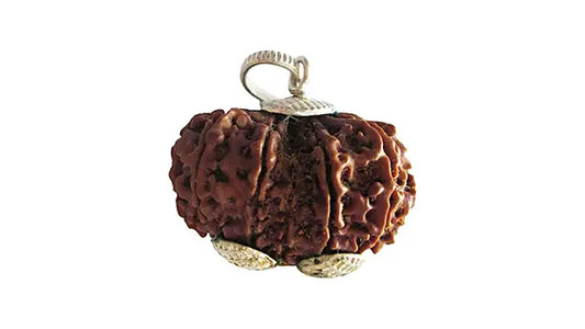 12 Mukhi Gauri Shankar Rudraksha