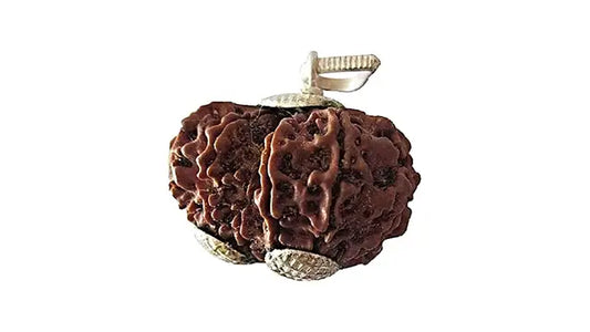 12 Mukhi Gauri Shankar Rudraksha