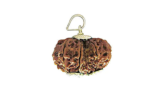 12 Mukhi Gauri Shankar Rudraksha