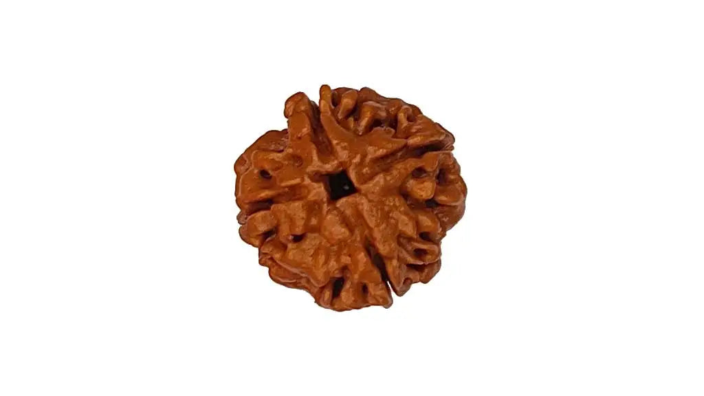 4 Mukhi Rudraksha