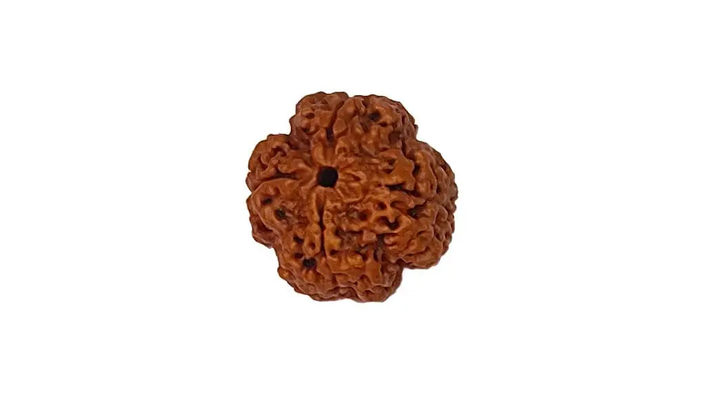 4 Mukhi Rudraksha